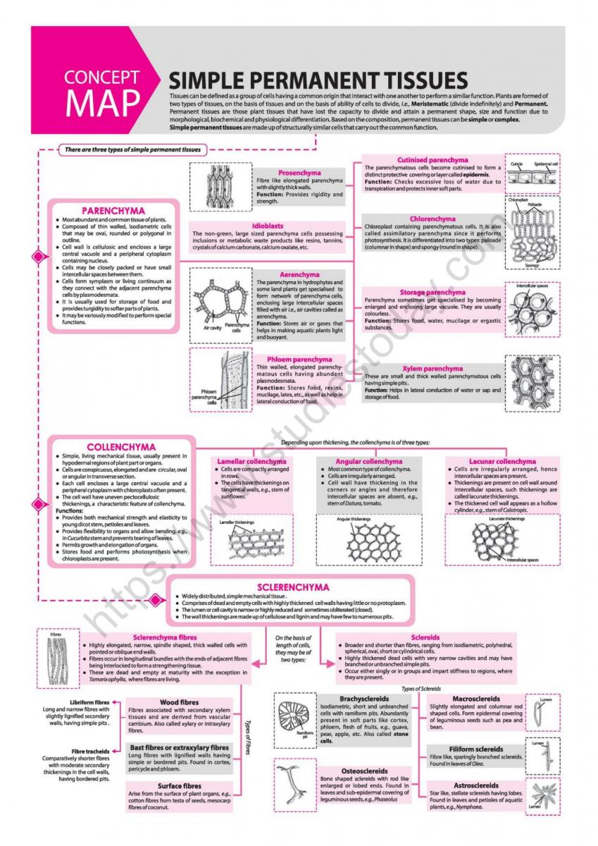 neet-biology-simple-permanent-tissues-concept-map